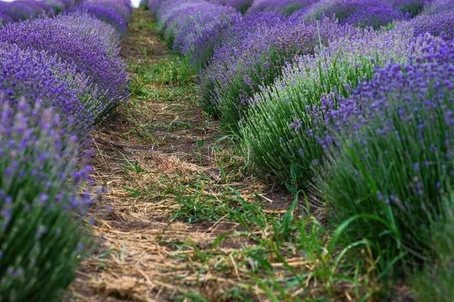 Coltiva la lavanda nella maniera corretta per avere cespugli forti e una bella fioritura ogni anno - foto Leroy Merlin