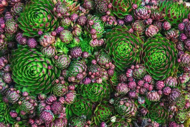 Un tappeto di colorate rosette carnose: è il Sempervivum tectorum - foto Leroy Merlin