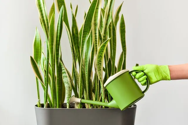 La Sansevieria si accontenta di poca acqua, data con moderazione, all’occorrenza! – foto Leroy Merlin