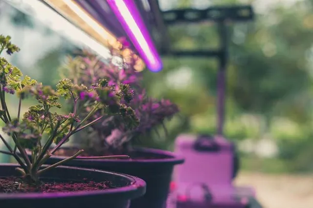 Luci per la coltivazione indoor di piante verdi