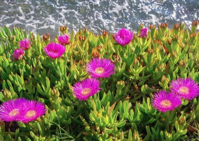 Se vuoi una tappezzante con fiori vivacissimi, scegli il Carpobritus - foto Leroy Merlin