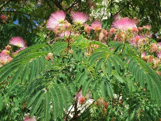 Albizia rosa