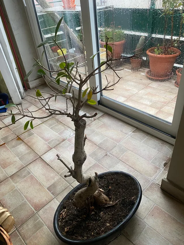 Buongiorno, volevo porvi una domanda su un bonsai che ho