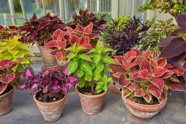 Conosci il Coleus? Questa pianta viene apprezzata per i colori delle sue foglie! – foto Leroy Merlin