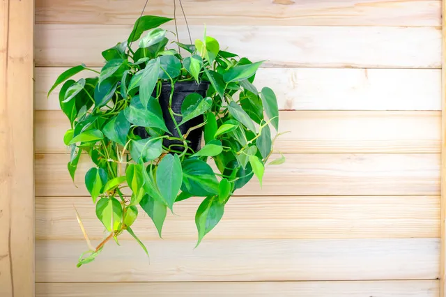 La chioma verde e folta di Philodendron scandens è molto decorativa - foto Leroy Merlin