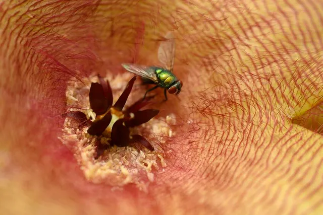 La mosca carnaria, attratta dal loro odore, impollina i fiori di Stapelia - foto Leroy Merlin