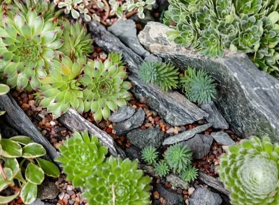 Scegli le piantine più adatte per il tuo giardino roccioso - foto Leroy Merlin