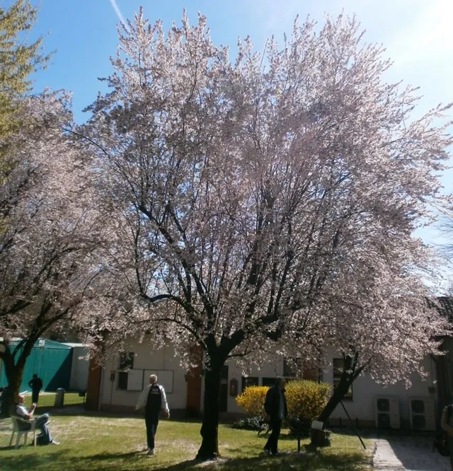 Una nuvola di candidi fiori rosa - foto dell'autrice