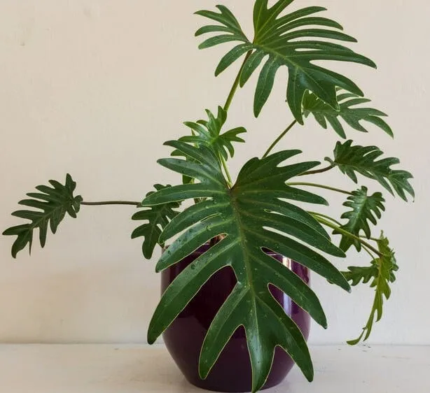 Philodendron xanadu – foto Leroy Merlin