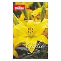 Bulbo fiore BLUMEN Giglio giallo confezione da 12