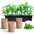 Vaso per piante e fiori Kit di coltivazione: Mix Summer Salad in polipropilene nero H 15 cm L 40 x