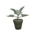 Pianta da interno KALANCHOE BEHARIENSIS - VASO DIAM.CM25