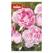 Bulbo fiore BLUMEN sarah bernhardt rosa confezione da 6