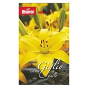 Bulbo fiore BLUMEN Giglio giallo confezione da 12