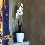 Vaso per piante e fiori Aurora in ceramica grigio chiaro H 14 cm Ø 14 cm