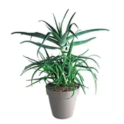 Aloe arborescens 25 cm