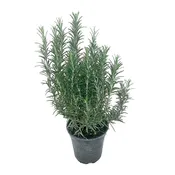 Piantina aromatica Rosmarinus officinalis 14 cm