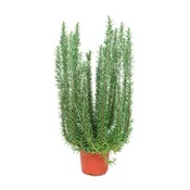 Piantina aromatica Rosmarinus officinalis 14 cm