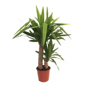 Pianta da interno £1YUCCA V.19