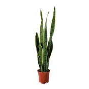 Pianta da interno £1SANSEVERIA V.17