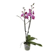 Pianta da interno £1PHALAENOPSIS V.12 2R