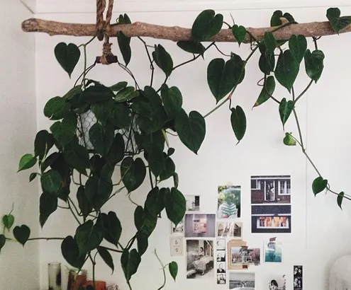 Rendi più verde la tua casa: coltiva un filodendro!