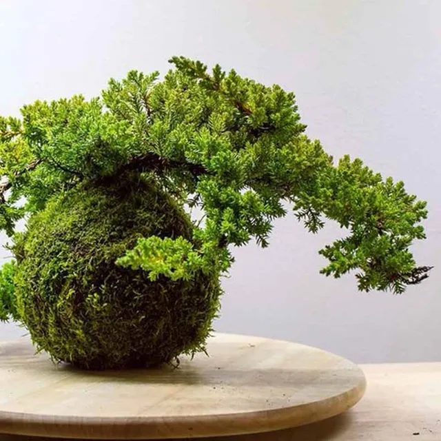 Arredare con i Kokedama: tendenza 2022