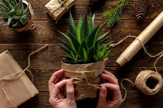 6 piante insolite da regalare a Natale