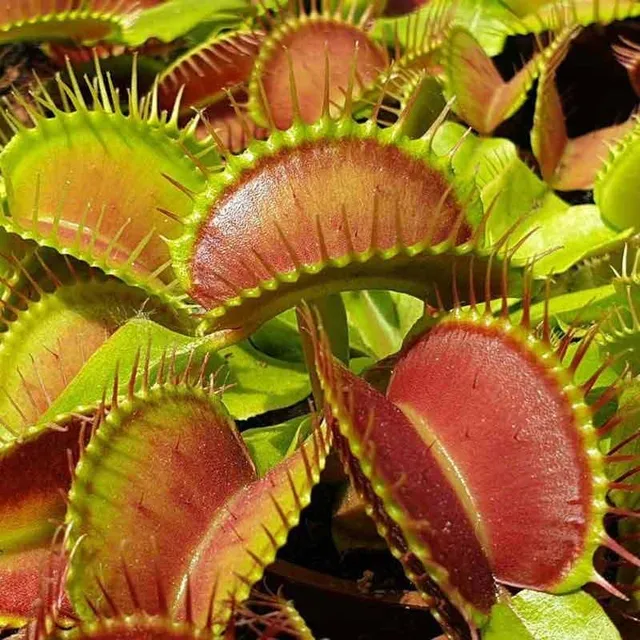 Dionaea muscipula: come si coltiva