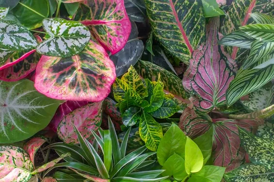 5 piante alla moda per abbellire la casa