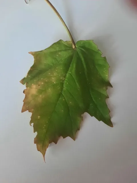 buongiorno, ho un ibisco xxl e da un paio di settimane circa