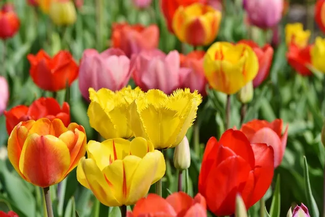 Quando si piantano i tulipani?