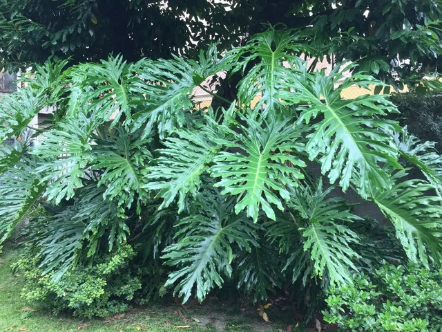 Come coltivare le piante tropicali in giardino 
