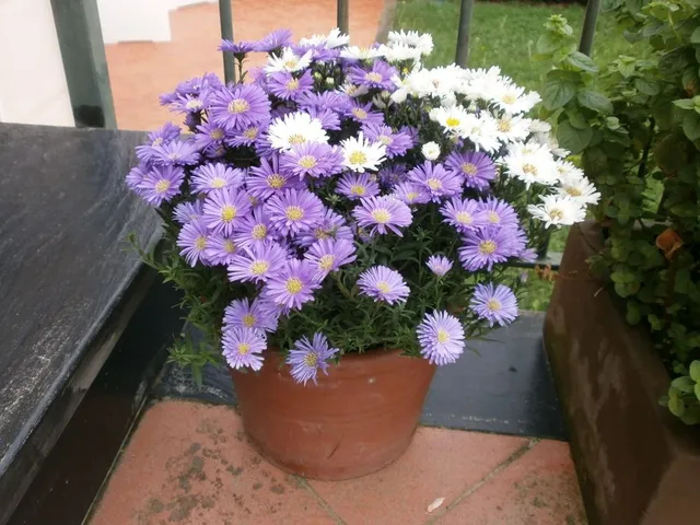 Fiori da piantare a settembre