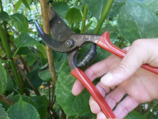  Curiamo gli arbusti del giardino 