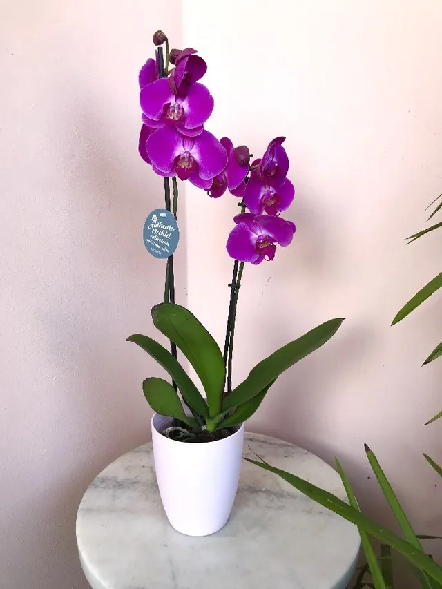 Come fare per non far appassire subito un orchidea?