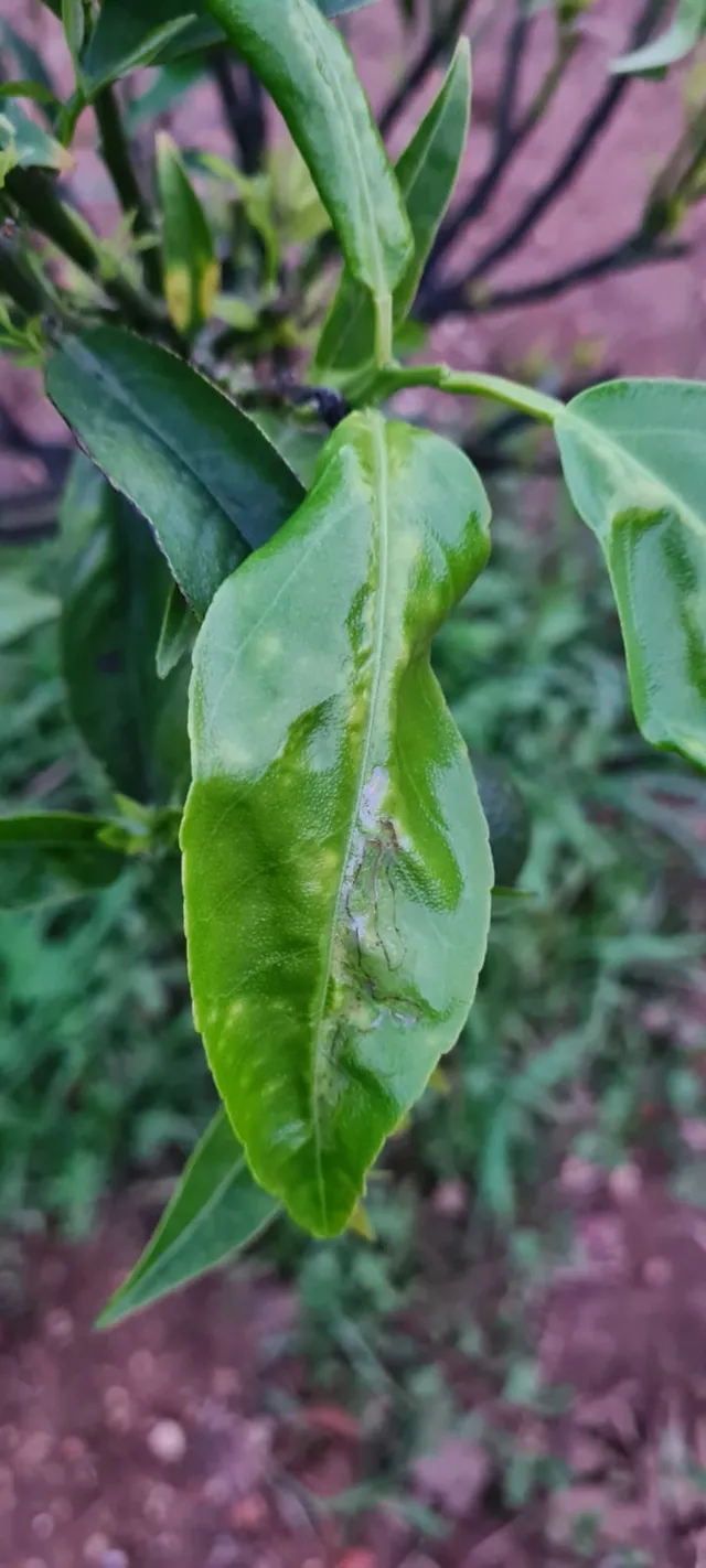 Ciao, cos'è questa malattia sul mio arancio? GRAZIE