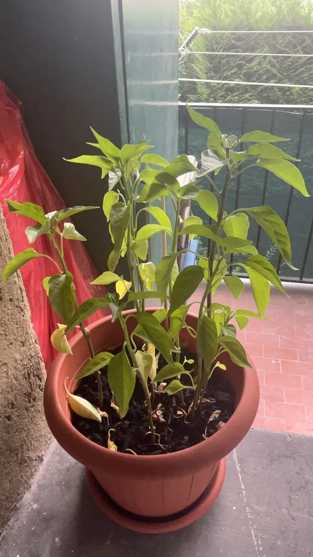 perché la mia pianta di  peperoncino con le foglie tutto