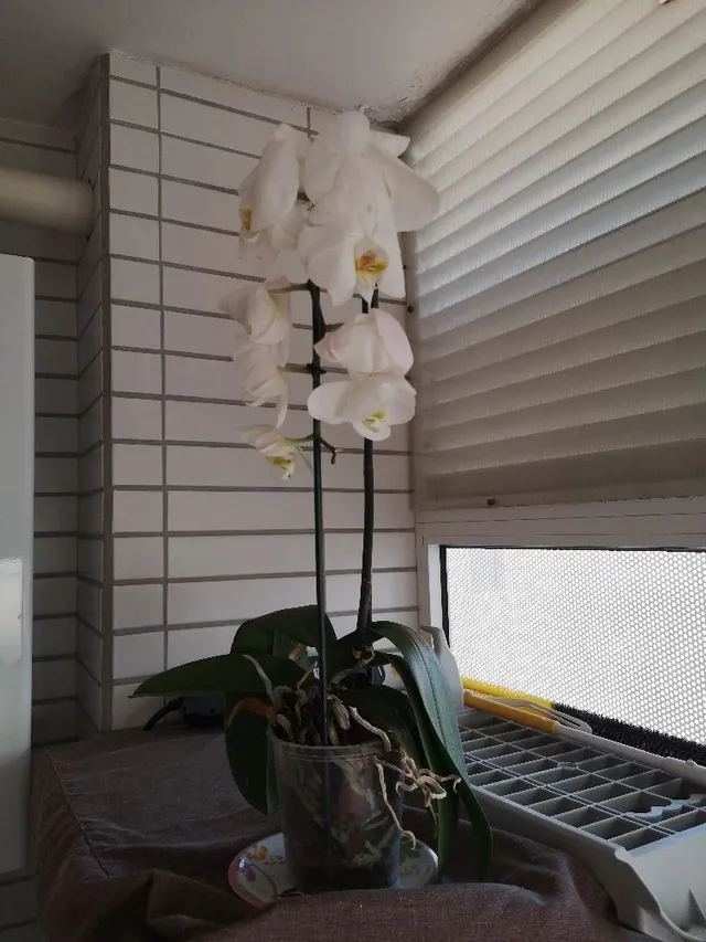 Circa tre settimane fa ho acquistato una orchidea. La vedo