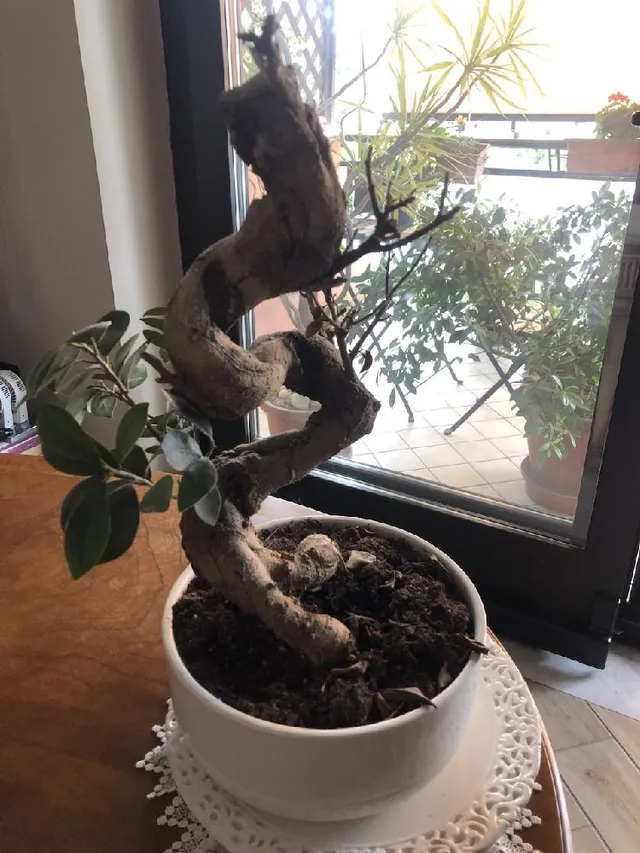 SOS  bonsai! Come lo recupero? Grazie