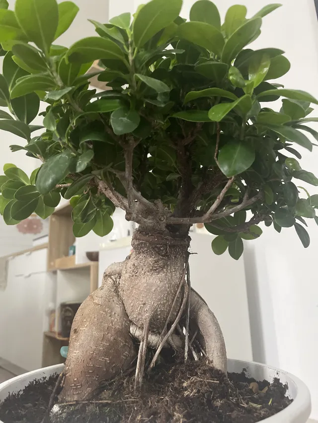 Con quali attrezzi effettuare la potatura di un bonsai? é