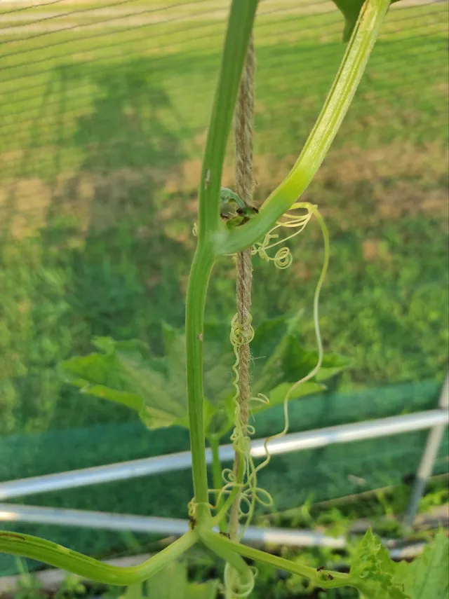 Le mie piante di luffa hanno sempre almeno 3/4 formiche