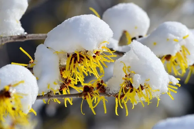 I ciuffi gialli dell'Hamamelis fioriscono anche sotto la neve - foto Leroy Merlin