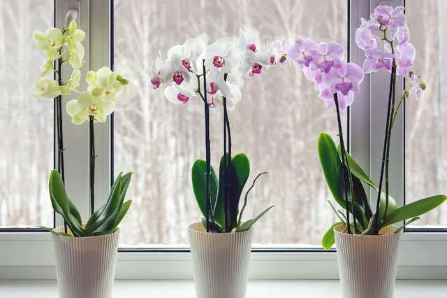 Come prendersi cura delle orchidee in inverno