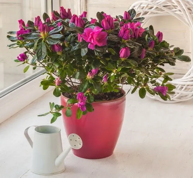 Se ti hanno regalato un rododendro in vaso e vuoi sapere come coltivarlo, segui questi consigli! - foto Leroy Merlin