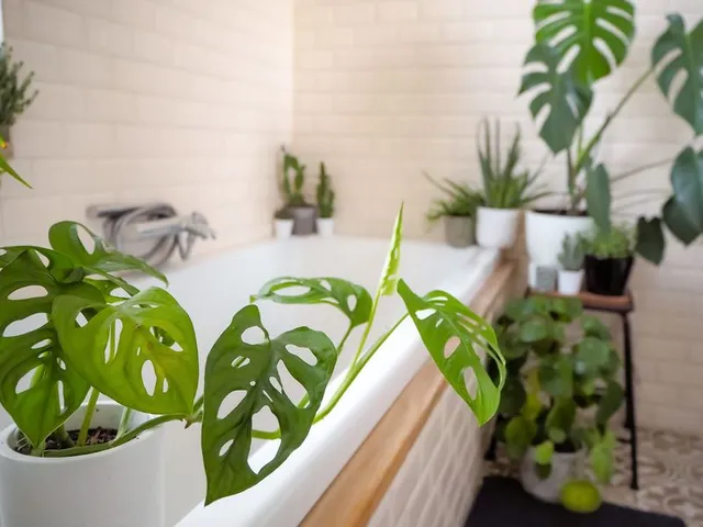 Il bagno è la stanza perfetta per le tue piante verdi: calore e umidità sono appropriati al loro sviluppo! – foto Leroy Merlin