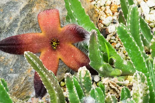 I fiori di Stapelia sono appariscenti e quasi smisurati rispetto alle dimensioni della pianta – foto Leroy Merlin