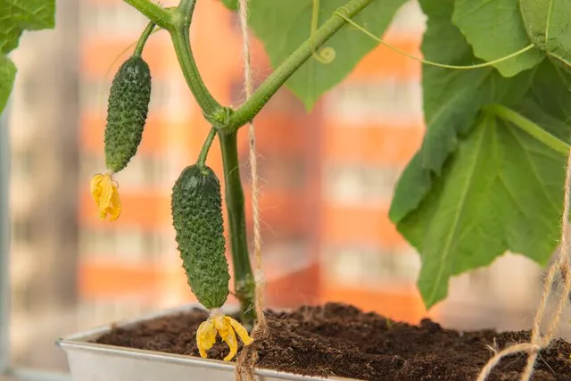 Potrai coltivare anche i cetriolini in vaso, nel tuo orto verticale - foto Leroy Merlin