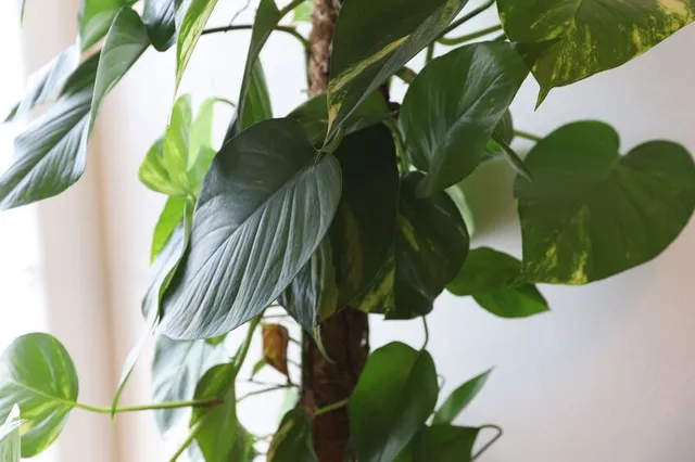 Fai crescere il tuo Philodendron scandens su un bastone muschiato! – foto Leroy Merlin