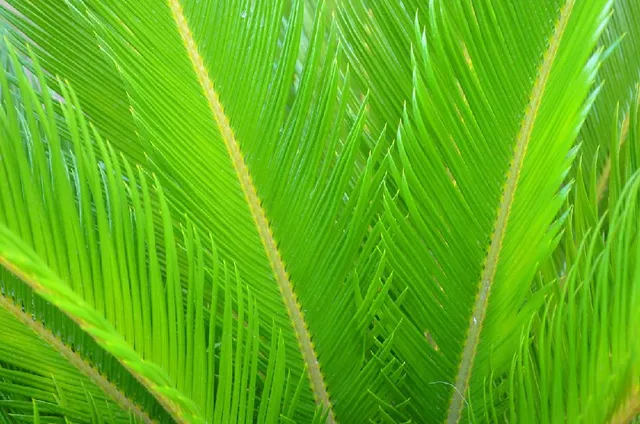 Per avere foglie sempre belle verdi e lucenti, nutri le tue Cycas con il concime giusto – foto Pixabay